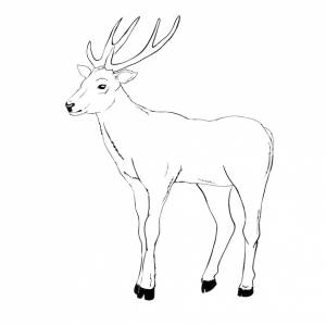Олень рисунок