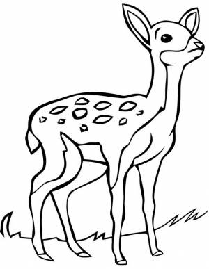 Раскраска «Оленёнок»