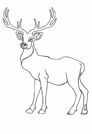 Раскраска Олень Легкий