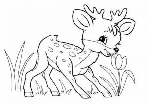 Раскраски Животные