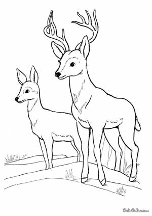 Раскраска Олени