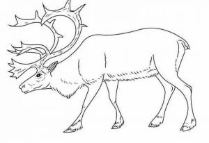 Северный олень рисунок карандашом