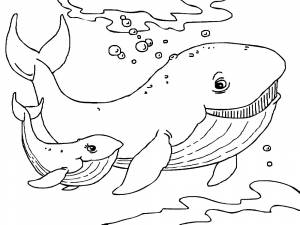 КИТ  РАСКРАСКИ