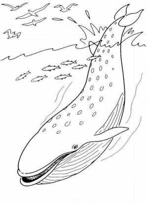 Раскраски кит, Раскраска Большой кит морское