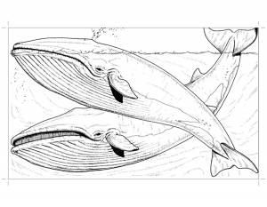 раскраски на тему окружающий мир раскраски с изображениями китов