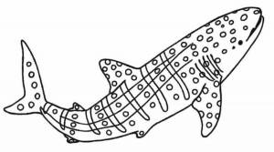 раскраски на тему окружающий мир раскраски с изображениями китов