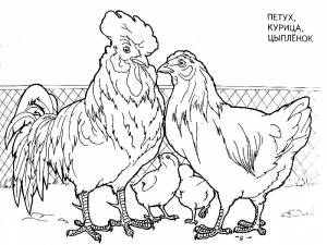 Раскраска Курица