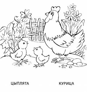 Раскраска курица и цыплята
