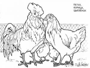 Раскраски курица раскраска