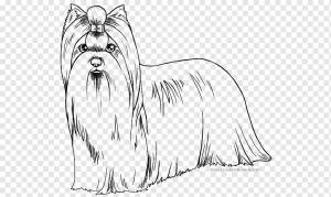 Собака породы Той-йорк Йоркширский терьер Line art Whiskers, крыса, млекопитающее, животные, кошка Like Mammal png