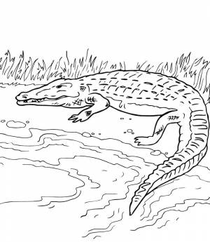 Раскраска Крокодил 15