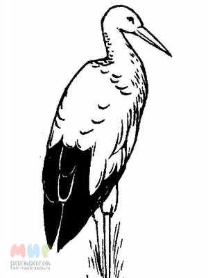 Раскраска Аист