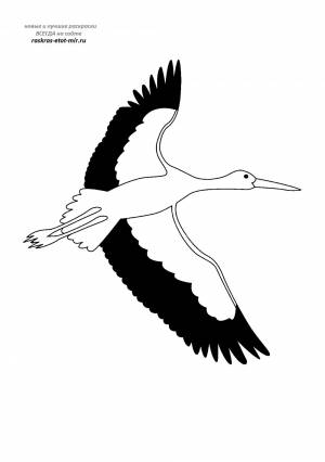 Красивые раскраски аиста
