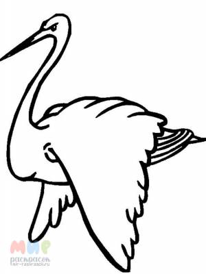 Раскраска Аист