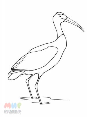 Раскраска Аист