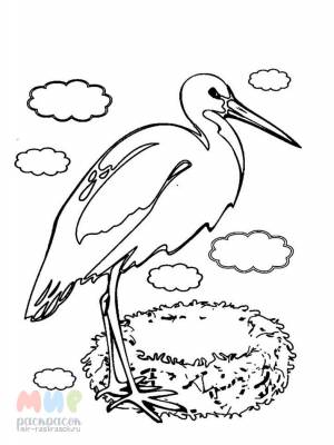 Раскраска Аист