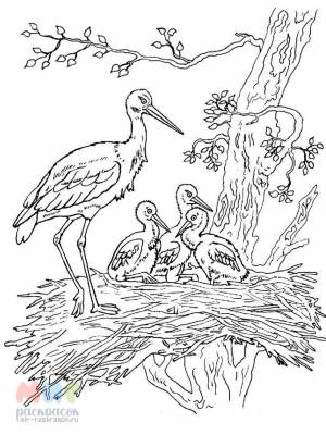 Раскраска Аист принесет нам радость