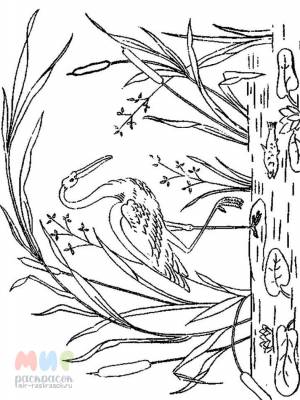 Раскраска Аист