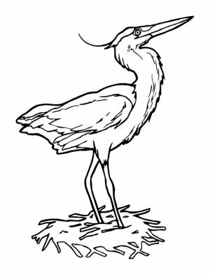 Раскраска аист