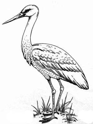 Раскраски аист