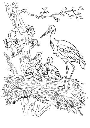 Аист в гнезде раскраска для детей
