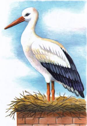 Раскраска Аист в гнезде