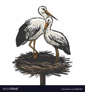 Раскраска аист в гнезде