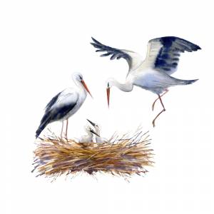 плакат Семья аистов в гнезде от 290 руб