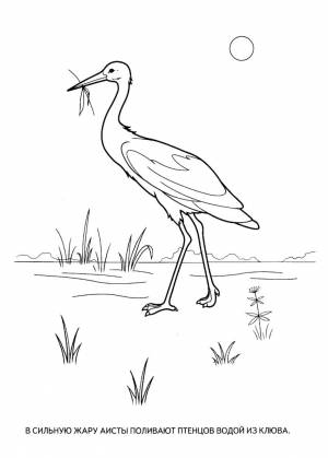 Раскраски глухарь птицы аист