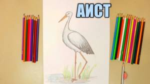 Как нарисовать АИСТА простой рисунок из 10 элементов