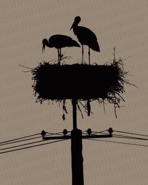 Гнездо аистов