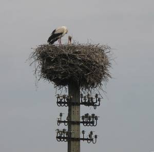 Гнездо аиста