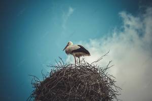 гнездо аиста сделанное из ветвей дерева висит над голубым небом и облаками Фото Фон И картинка для й загрузки