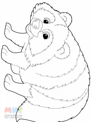 Раскраска Енот