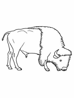 Картинка раскраска зубр