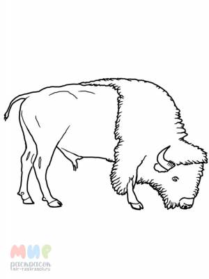 Раскраска Зубр