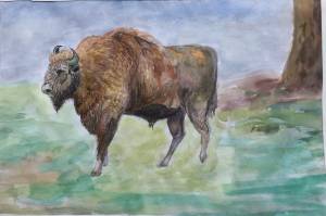 Зубр рисунок