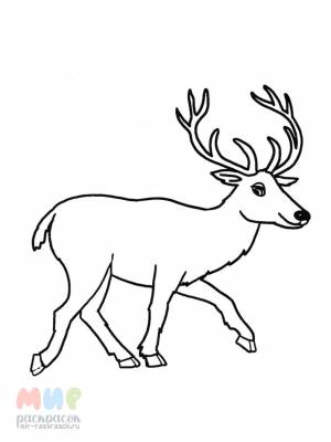 Раскраска Олень рога набекрень