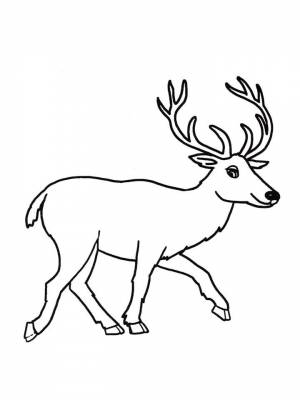 Раскраски Олень   в формате