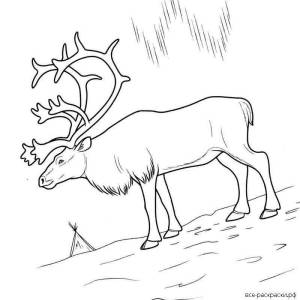 Картинка северный олень раскраска