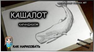 Как нарисовать КАШАЛОТА карандашом