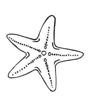 Раскраски морской звезды в море