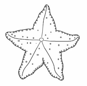 Раскраска морская звезда 7