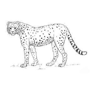 Раскраска Гепард