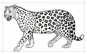 Раскраски гепард, Раскраска Гепард Быстрый гепард
