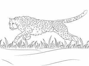 Раскраска гепард бежит 3