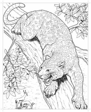 Раскраски пар, Раскраска Гепард на ветке