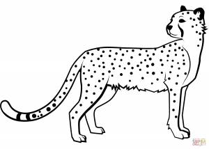 Раскраска Гепард