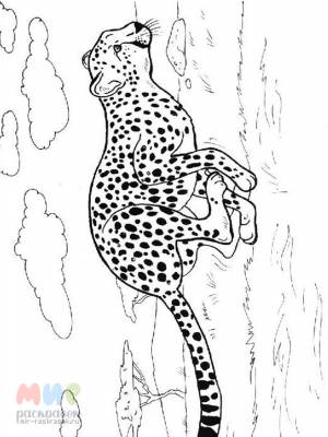 Раскраска Гепард быстрее ветра