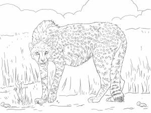 Раскраски Гепард